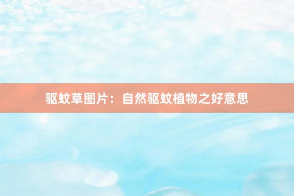 驱蚊草图片：自然驱蚊植物之好意思